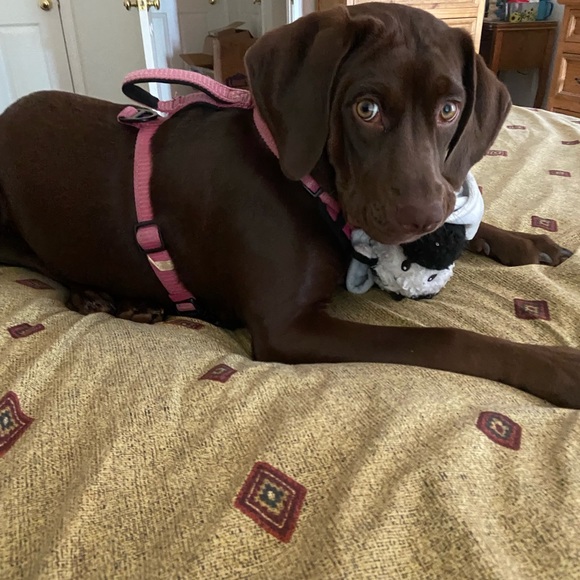 Our Bailey & meet Sadie —part 2 - Picture 14 of 16